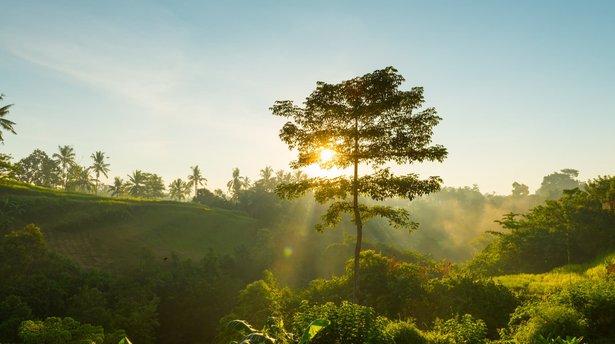 Integrated Environmental Services